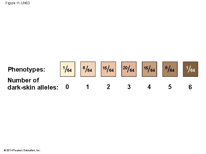 Figure 11. UN 03 Phenotypes: Number of dark-skin alleles: © 2014 Pearson Education, Inc.