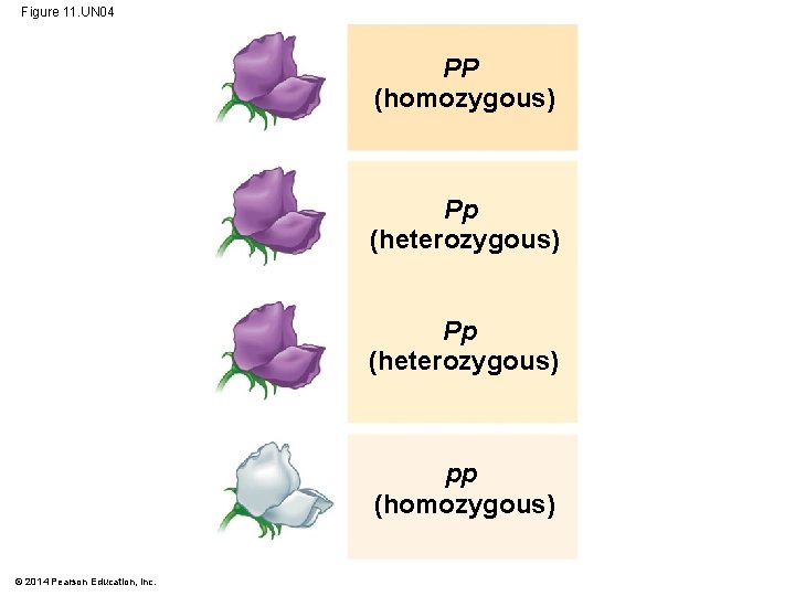 Figure 11. UN 04 PP (homozygous) Pp (heterozygous) pp (homozygous) © 2014 Pearson Education,