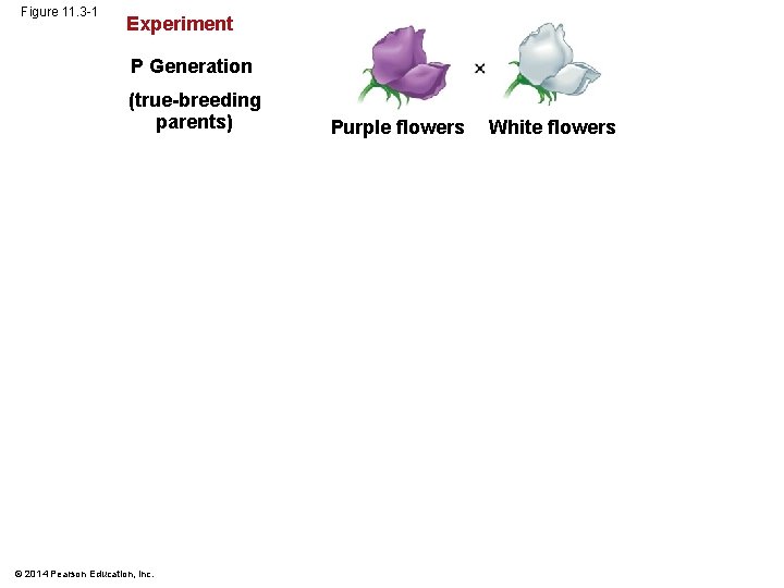 Figure 11. 3 -1 Experiment P Generation (true-breeding parents) © 2014 Pearson Education, Inc.