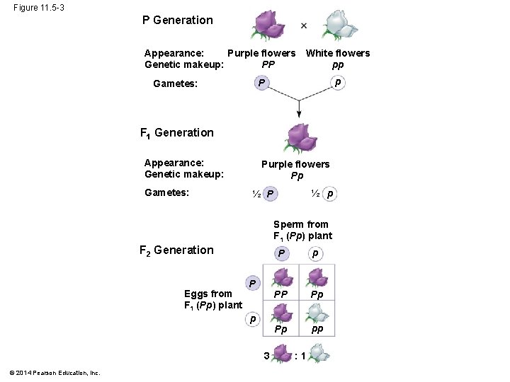 Figure 11. 5 -3 P Generation Purple flowers Appearance: PP Genetic makeup: White flowers