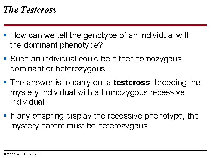 The Testcross § How can we tell the genotype of an individual with the