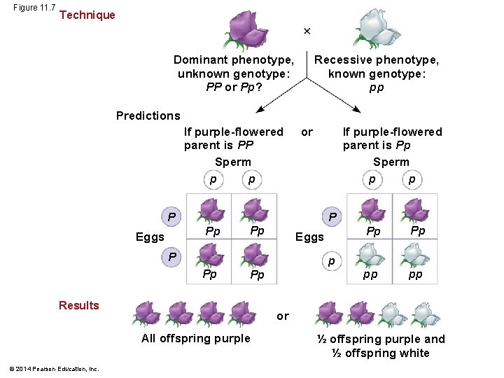 Figure 11. 7 Technique Dominant phenotype, unknown genotype: PP or Pp? Recessive phenotype, known