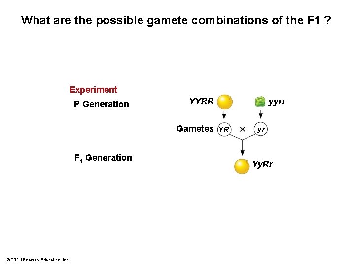 What are the possible gamete combinations of the F 1 ? Experiment P Generation