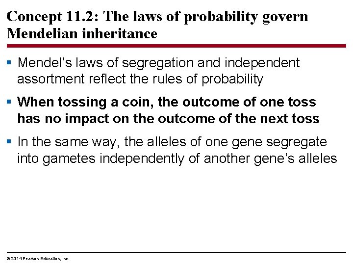 Concept 11. 2: The laws of probability govern Mendelian inheritance § Mendel’s laws of