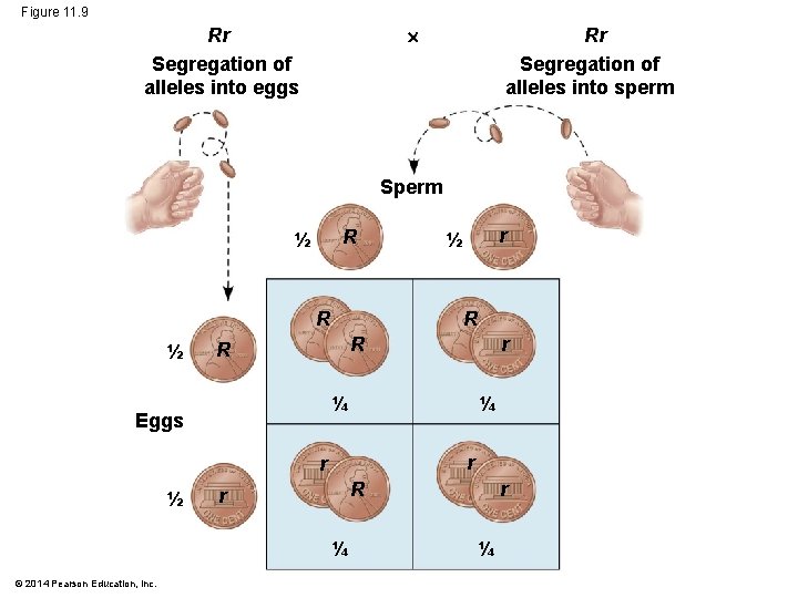 Figure 11. 9 Rr Segregation of alleles into eggs Rr Segregation of alleles into