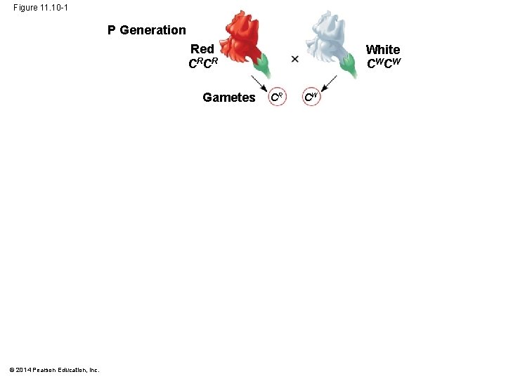 Figure 11. 10 -1 P Generation Red CR CR Gametes © 2014 Pearson Education,