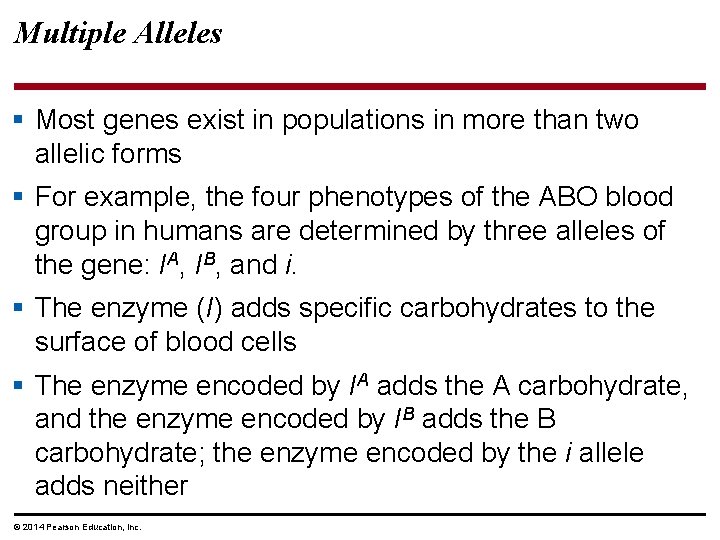 Multiple Alleles § Most genes exist in populations in more than two allelic forms