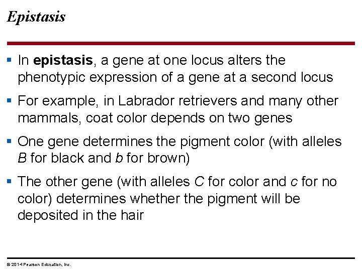 Epistasis § In epistasis, a gene at one locus alters the phenotypic expression of
