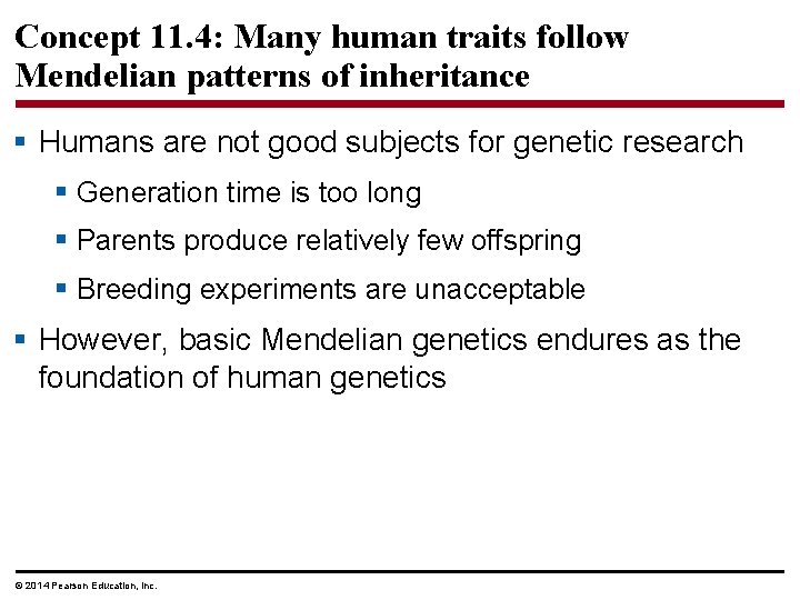Concept 11. 4: Many human traits follow Mendelian patterns of inheritance § Humans are