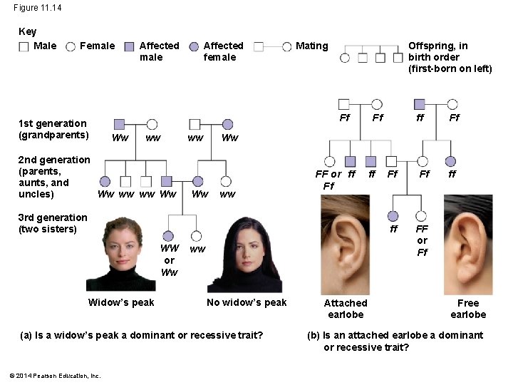 Figure 11. 14 Key Male Female 1 st generation (grandparents) Affected male Affected female