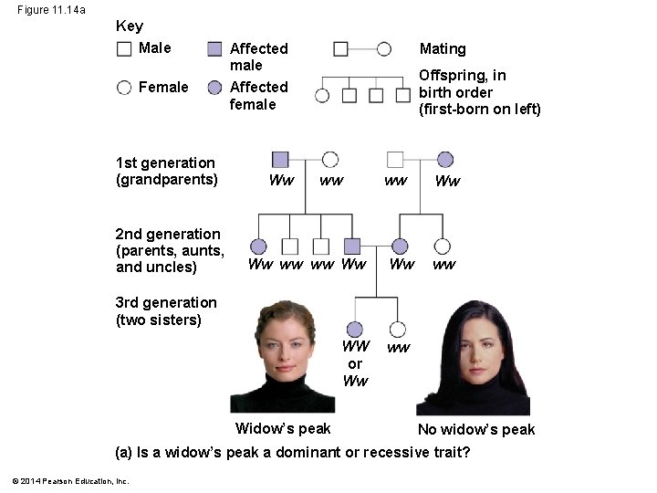 Figure 11. 14 a Key Male Female 1 st generation (grandparents) 2 nd generation