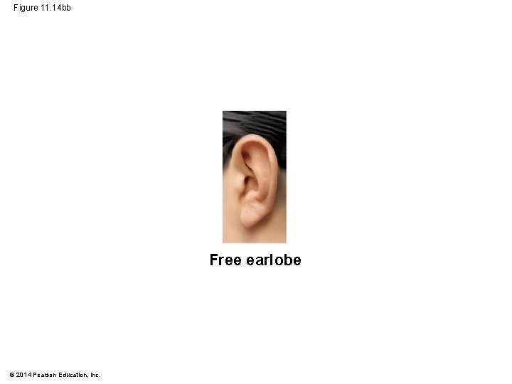 Figure 11. 14 bb Free earlobe © 2014 Pearson Education, Inc. 