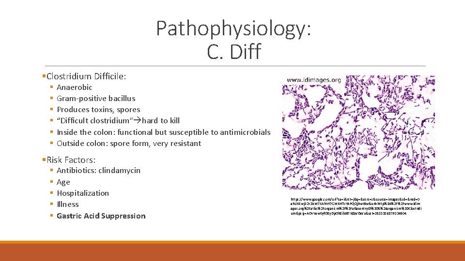 Pathophysiology: C. Diff §Clostridium Difficile: § § § Anaerobic Gram-positive bacillus Produces toxins, spores