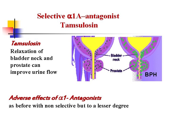 Selective 1 A–antagonist Tamsulosin Relaxation of bladder neck and prostate can improve urine flow