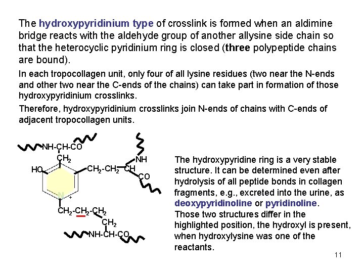 The hydroxypyridinium type of crosslink is formed when an aldimine bridge reacts with the