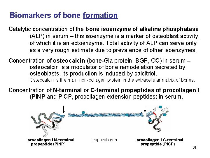 Biomarkers of bone formation Catalytic concentration of the bone isoenzyme of alkaline phosphatase (ALP)