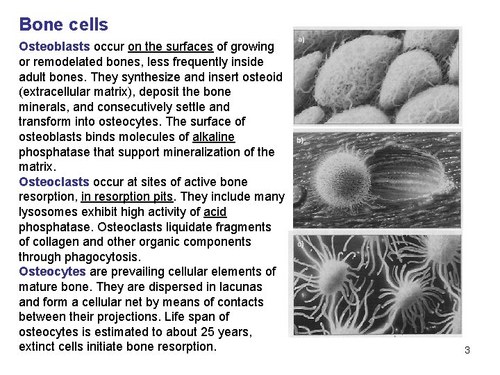 Bone cells Osteoblasts occur on the surfaces of growing or remodelated bones, less frequently