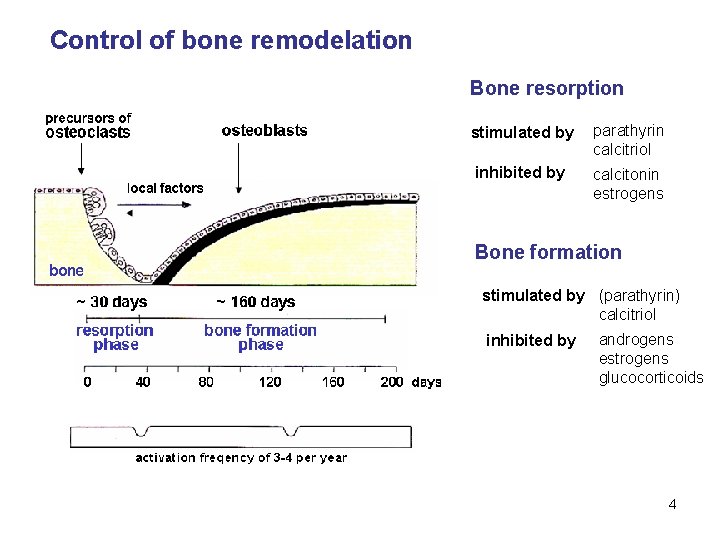 Control of bone remodelation Bone resorption stimulated by parathyrin calcitriol inhibited by calcitonin estrogens