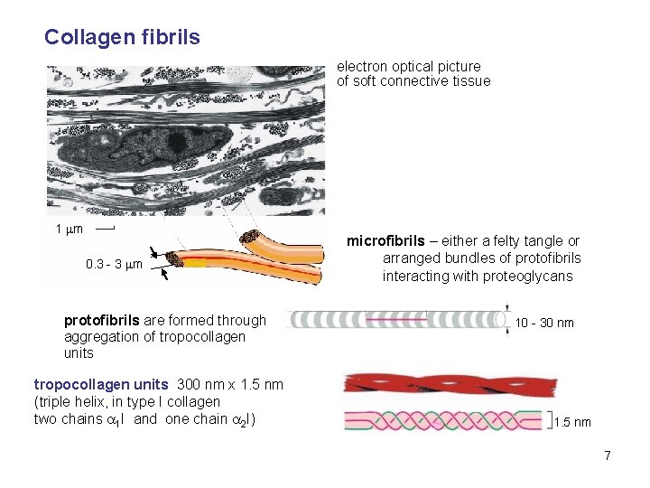 Collagen fibrils electron optical picture of soft connective tissue 1 m 0. 3 -