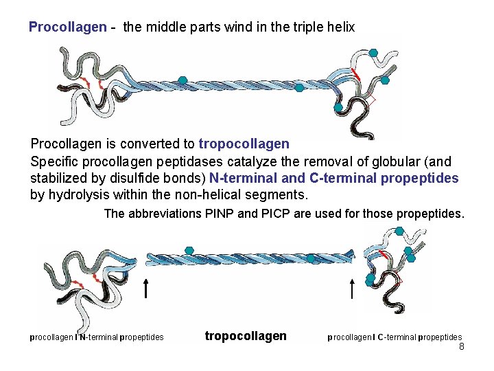 Procollagen - the middle parts wind in the triple helix Procollagen is converted to