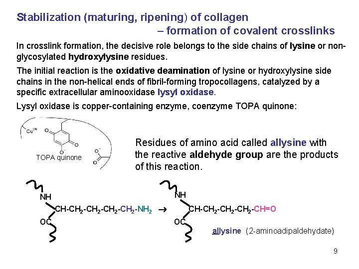 Stabilization (maturing, ripening) of collagen – formation of covalent crosslinks In crosslink formation, the