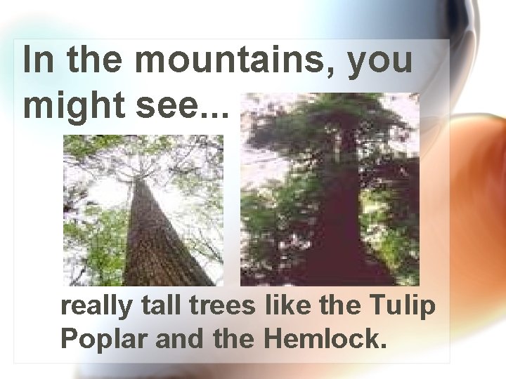 In the mountains, you might see. . . really tall trees like the Tulip