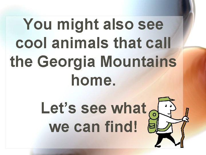 You might also see cool animals that call the Georgia Mountains home. Let’s see