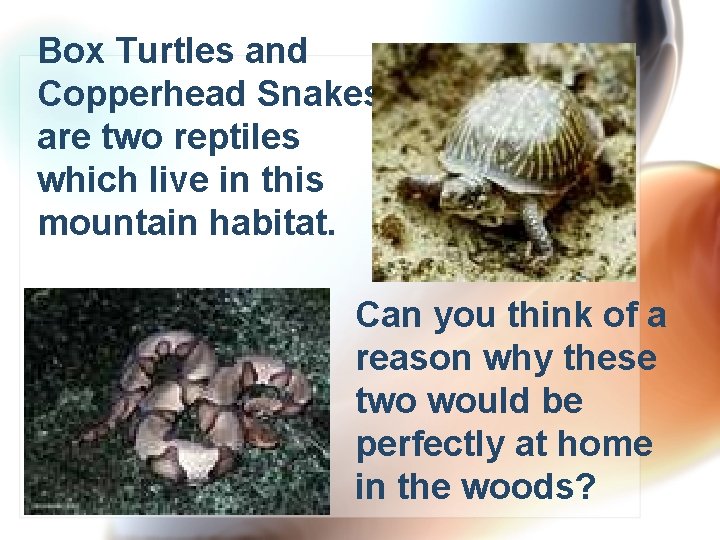 Box Turtles and Copperhead Snakes are two reptiles which live in this mountain habitat.