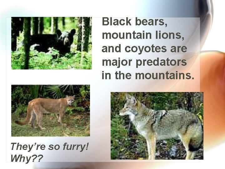 Black bears, mountain lions, and coyotes are major predators in the mountains. They’re so