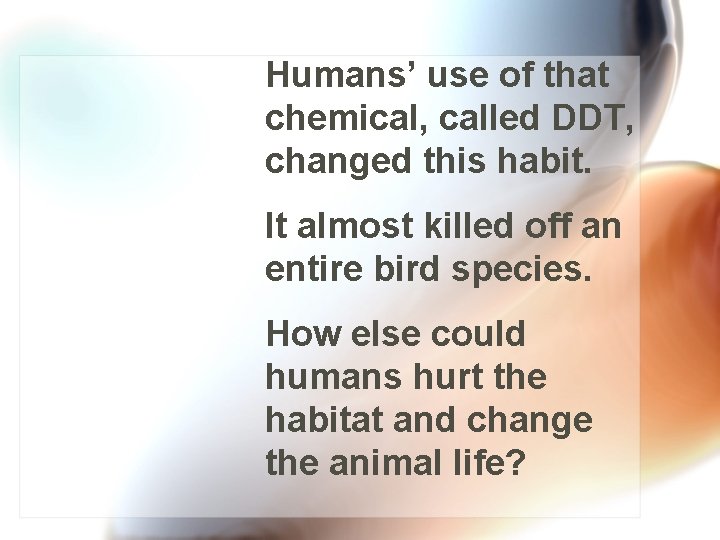 Humans’ use of that chemical, called DDT, changed this habit. It almost killed off