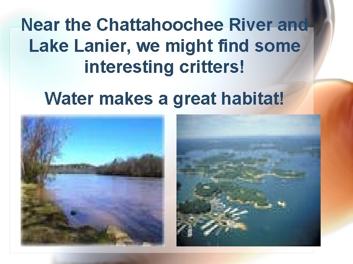 Near the Chattahoochee River and Lake Lanier, we might find some interesting critters! Water