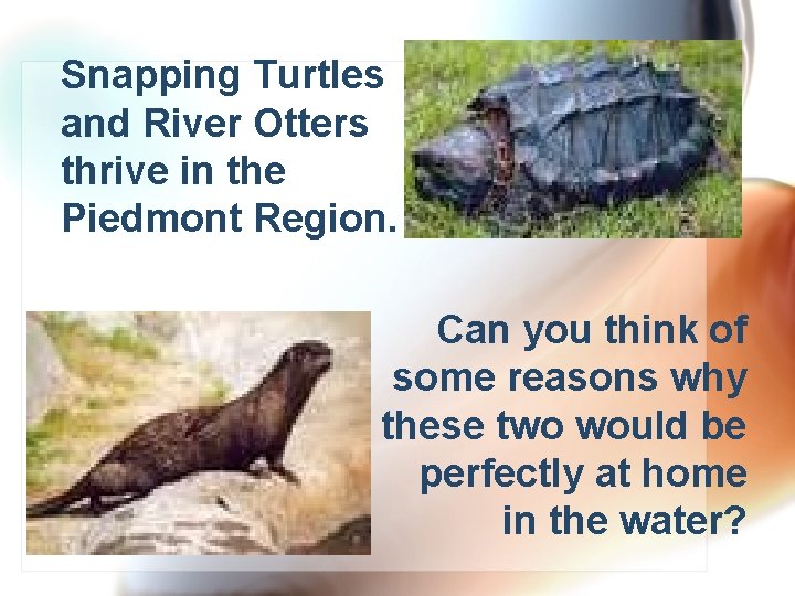 Snapping Turtles and River Otters thrive in the Piedmont Region. Can you think of