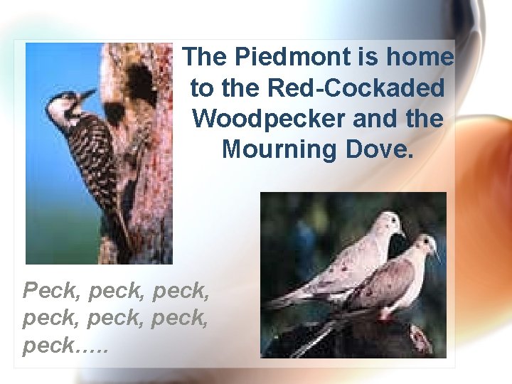 The Piedmont is home to the Red-Cockaded Woodpecker and the Mourning Dove. Peck, peck,