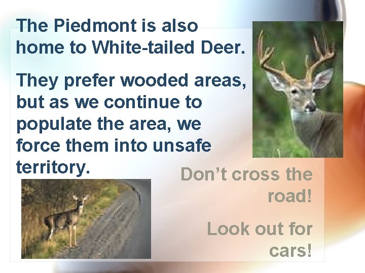 The Piedmont is also home to White-tailed Deer. They prefer wooded areas, but as