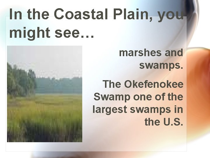 In the Coastal Plain, you might see… marshes and swamps. The Okefenokee Swamp one