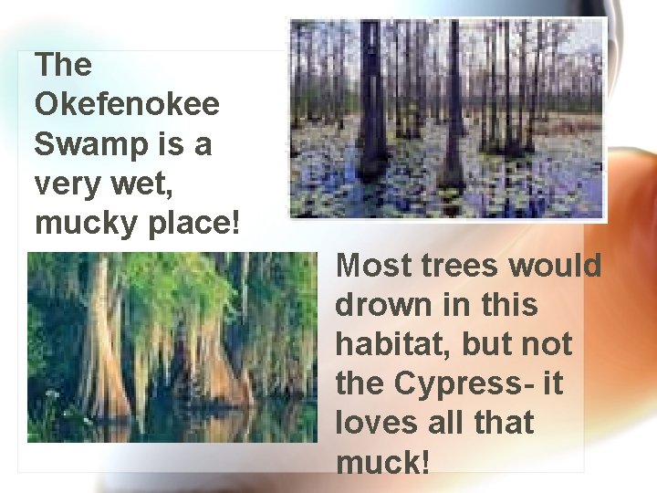 The Okefenokee Swamp is a very wet, mucky place! Most trees would drown in