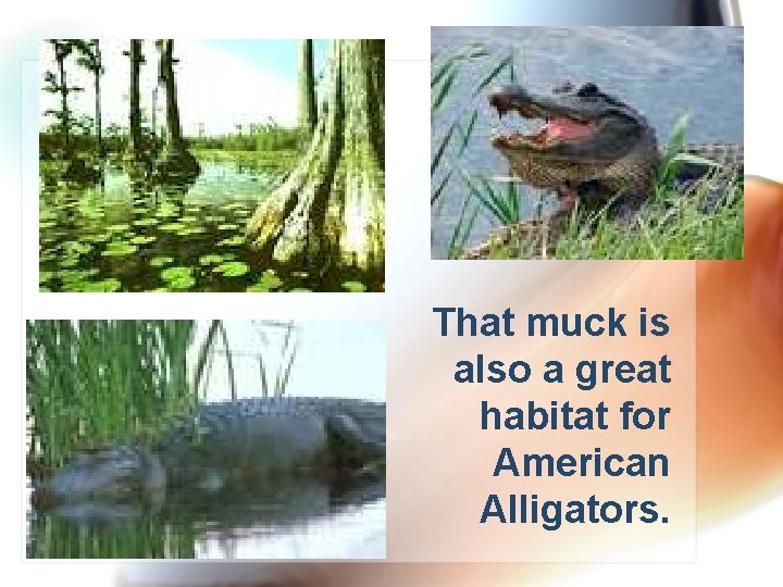 That muck is also a great habitat for American Alligators. 