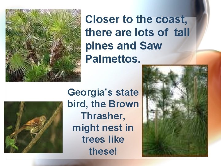 Closer to the coast, there are lots of tall pines and Saw Palmettos. Georgia’s