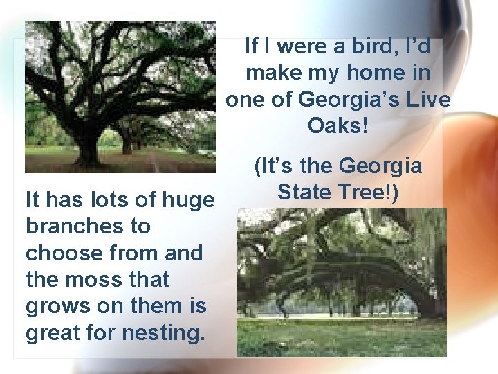 If I were a bird, I’d make my home in one of Georgia’s Live
