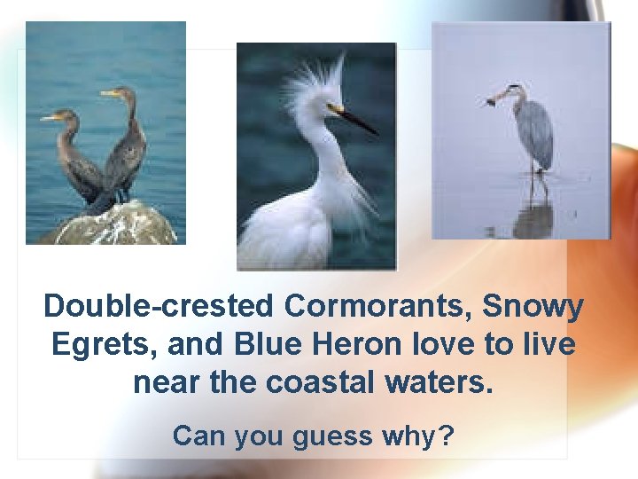 Double-crested Cormorants, Snowy Egrets, and Blue Heron love to live near the coastal waters.