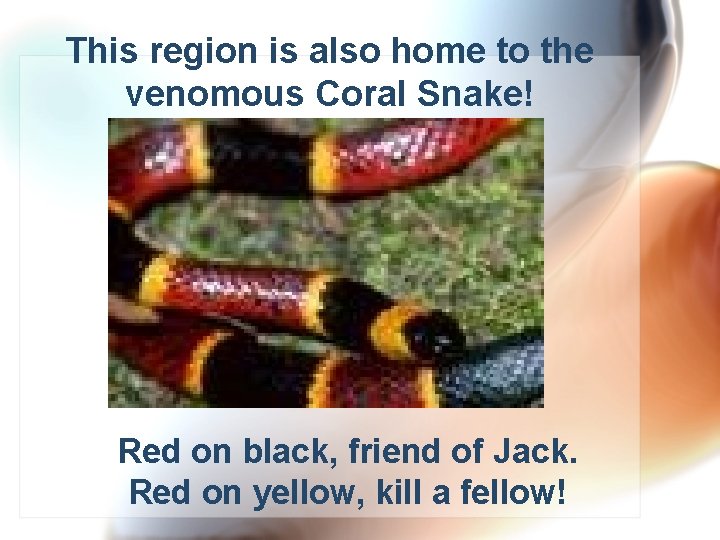 This region is also home to the venomous Coral Snake! Red on black, friend