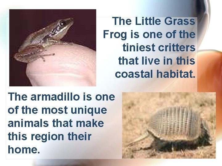 The Little Grass Frog is one of the tiniest critters that live in this