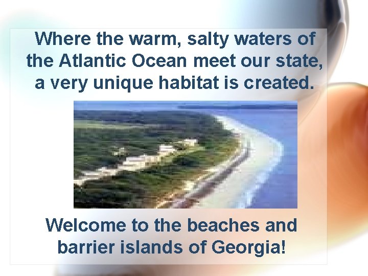 Where the warm, salty waters of the Atlantic Ocean meet our state, a very