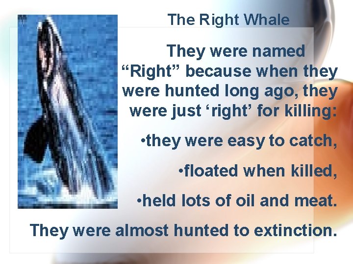 The Right Whale They were named “Right” because when they were hunted long ago,