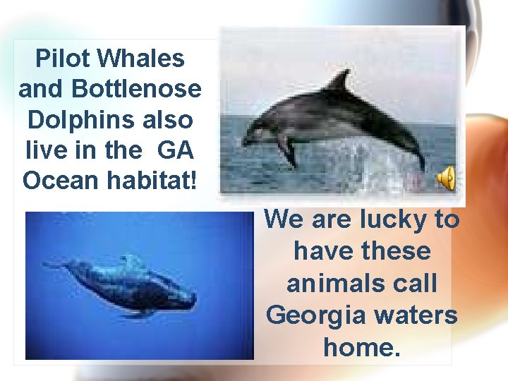 Pilot Whales and Bottlenose Dolphins also live in the GA Ocean habitat! We are