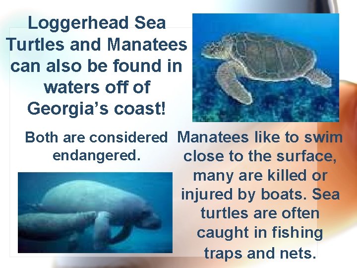 Loggerhead Sea Turtles and Manatees can also be found in waters off of Georgia’s