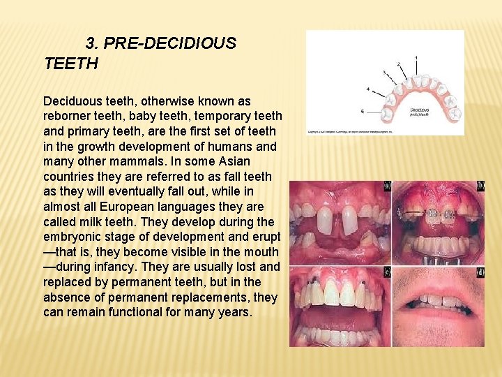 3. PRE-DECIDIOUS TEETH Deciduous teeth, otherwise known as reborner teeth, baby teeth, temporary teeth