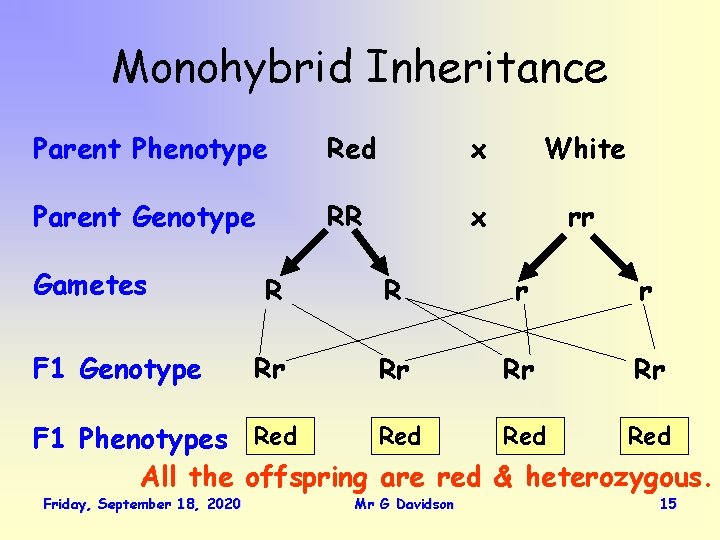 Monohybrid Inheritance Parent Phenotype Red x White Parent Genotype RR x rr Gametes F