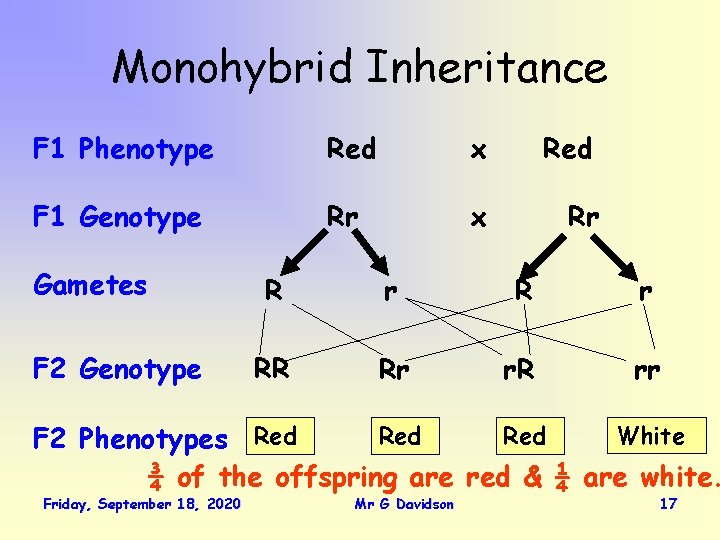 Monohybrid Inheritance F 1 Phenotype Red x Red F 1 Genotype Rr x Rr