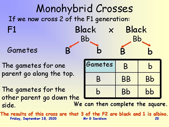 Monohybrid Crosses If we now cross 2 of the F 1 generation: F 1